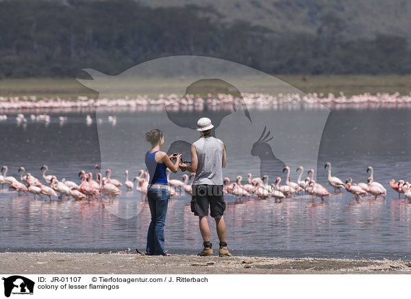 colonyof lesser flamingos / JR-01107